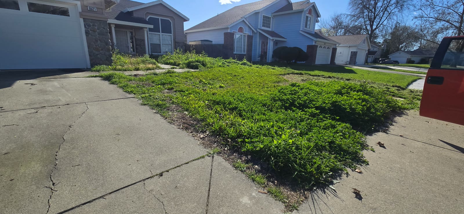 Yard before — cleared to dirt for preparation